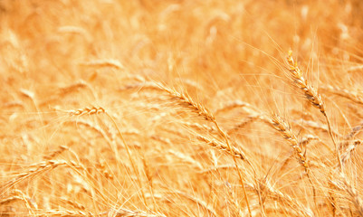 Wheat Field