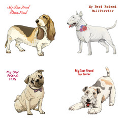 dog breeds set basset hound, bull terrier, fox terrier, pug 