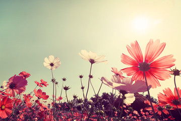 Vintage landscape nature background of beautiful cosmos flower field on sky with sunlight. retro...