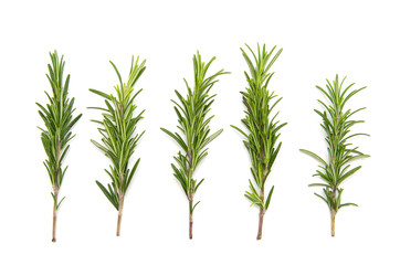 set of fresh rosemary on a white background