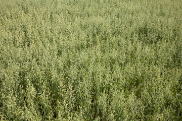 Kornfeld, Hafer, (Avena), Nordrhein-Westfalen, Deutschland