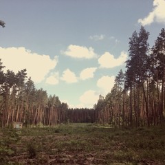 Obraz premium tall trees in the forest 