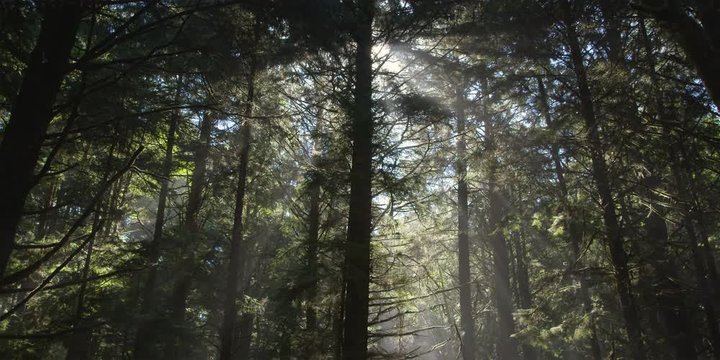 Sun behind tall conifers casting rays into northwest rainforest