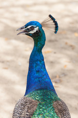 Obraz premium Peacock feathers are very beautiful birds.
