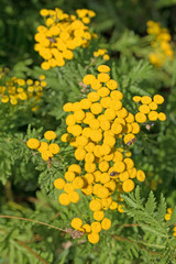 Rainfarn, Tanacetum vulgare