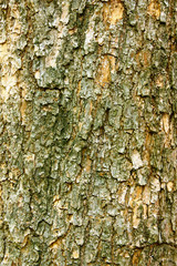 Tree bark background