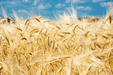 wheat colorful picture