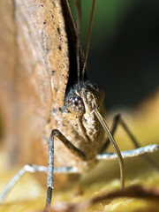 dead leaf butterfly,Kallima inachus
