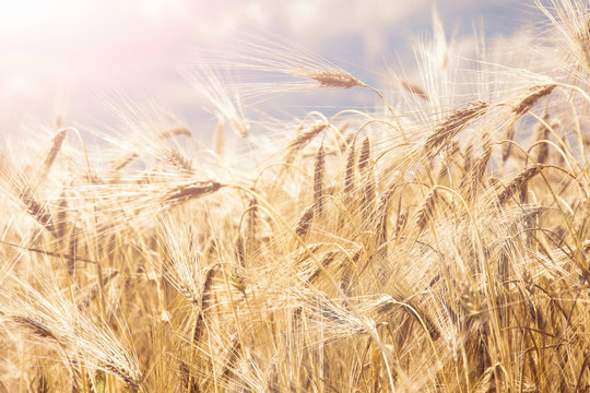 wheat colorful picture