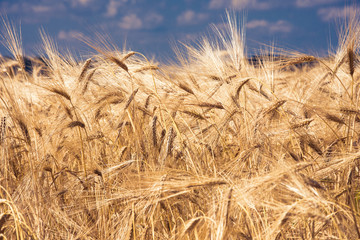 wheat colorful picture