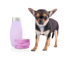 Chihuahua puppy, shampoo and soap isolated on white