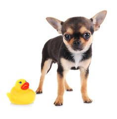 Chihuahua puppy with rubber duck isolated on white