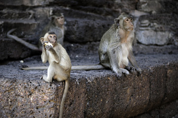monkey in front of temple in Lopburi