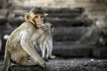 monkey in front of temple in Lopburi