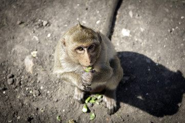 monkey in front of temple in Lopburi