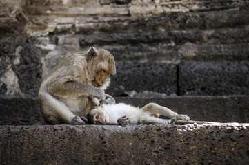 monkey in front of temple in Lopburi