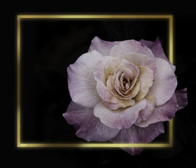 Rose Flowers in the design of natural dark tones. Gold Frame
