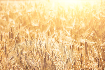 wheat colorful picture