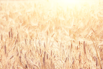 wheat colorful picture