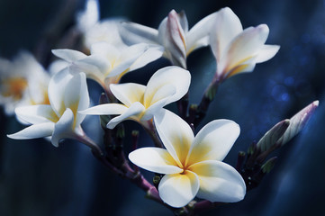 flower design  black Vintage beautiful flowers made with color f