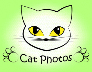 Cat Photos Shows Feline Photographer And Cameras