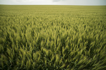 Wheat field in summer