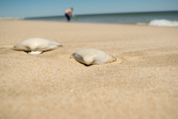 Shells at the beach