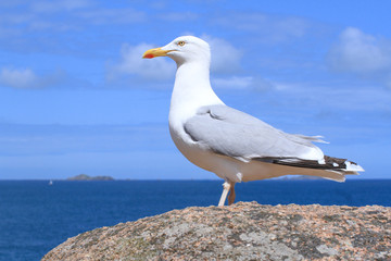Goéland