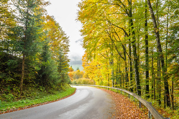 Road Through Autumn Forest