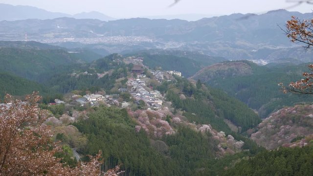 吉野　千本桜