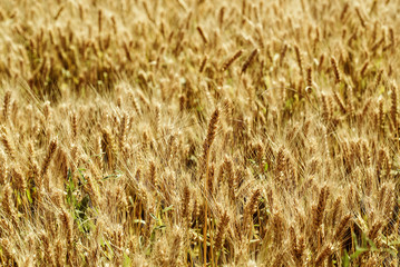 Field of ripe wheat