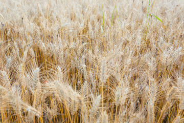 Wheat field background