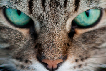 Cat with green eyes