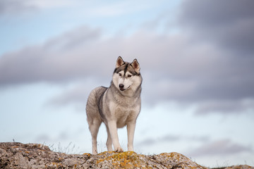 Husky standing on a rock