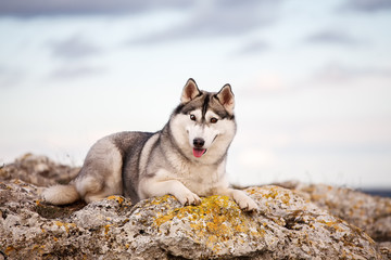 Husky lying on a rock