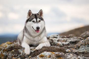 Husky lying on a rock