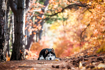 Siberian Husky lying © sir_j