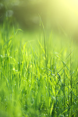 Green grass