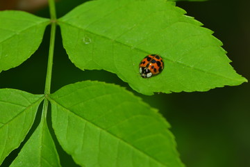Indischer Marienk&auml;fer
