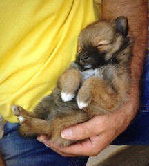 Little dog that sleep © lei86