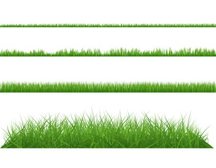 Green grass dense big and small. Set planting of greenery on white background.