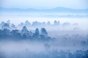 Fog in forest at Thung Salang Luang National Park Phetchabun,Tun