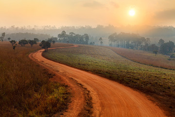 Dirt road leading through the early spring forest on a foggy mor