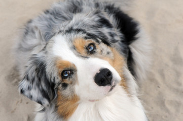 Portrait von einem Australian Shepherd am Strand mit treuen Blick nach oben.