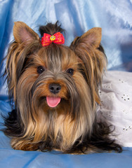 Cute Yorkshire terrier wearing a white dress (against a blue background)