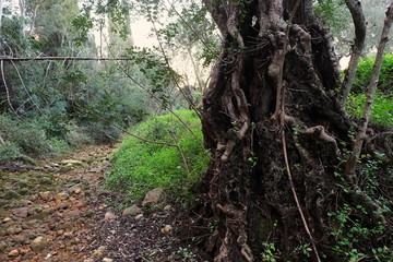 Sao Lourenco river, stones on the dried river bed and old carob tree. Photograph taken in Almancil, Algarve, Portugal