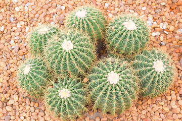 actus strange shape cactus, strange shape cactus,