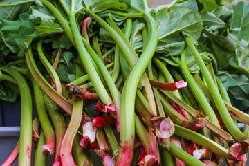 rhubarbe
