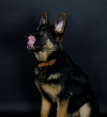 German shepherd puppy licking its lips (on the black background)