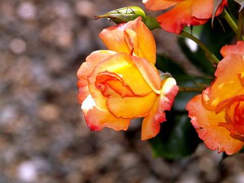 Rose rot gelb